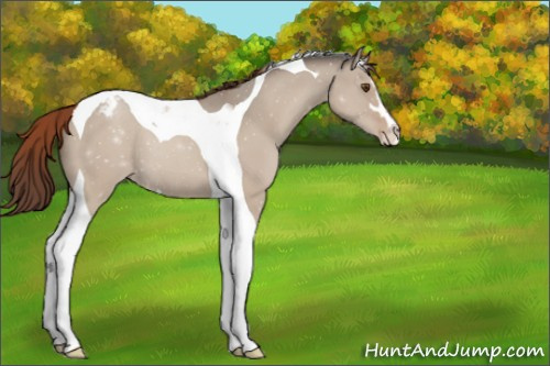 Horse Color:Classic Champagne Dun Sabino Tobiano Varnish 