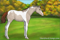 Horse Color:Classic Champagne Dun Sabino Tobiano Varnish 