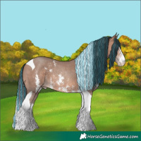 Horse Color:Painted Sable Champagne Sabino Tobiano 