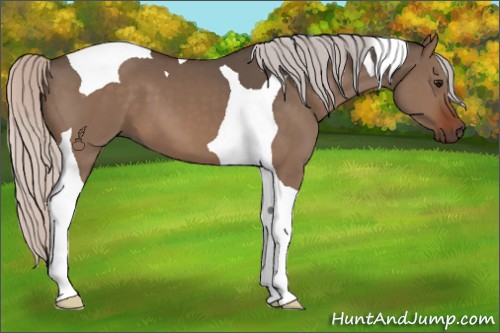 Horse Color:Silver Brown Dun Tobiano 