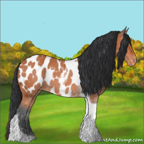 Horse Color:Bay Tobiano Blanket