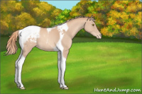 Horse Color:Gold Champagne Tobiano Appaloosa 
