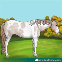 Horse Color:Chestnut Sabino Tobiano Varnish 