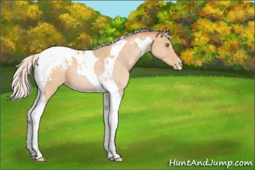 Horse Color:Silver Amber Champagne Tobiano Appaloosa 