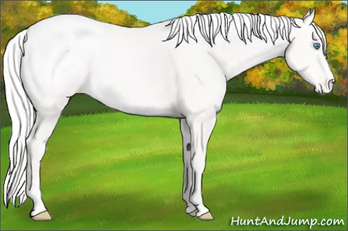 Horse Color:Silver Smoky Creme Sabino Appaloosa 