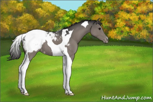 Horse Color:Grullo Tobiano Appaloosa 