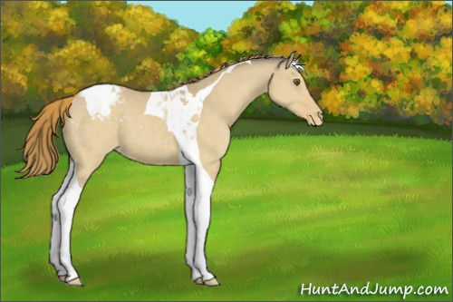 Horse Color:Classic Cream Champagne Dun Tobiano Appaloosa 