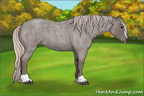 Horse Color:Silver Blue Roan Sabino 
