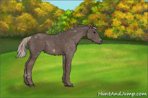 Horse Color:Silver Black Sabino 