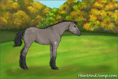 Horse Color:Grullo Sabino 