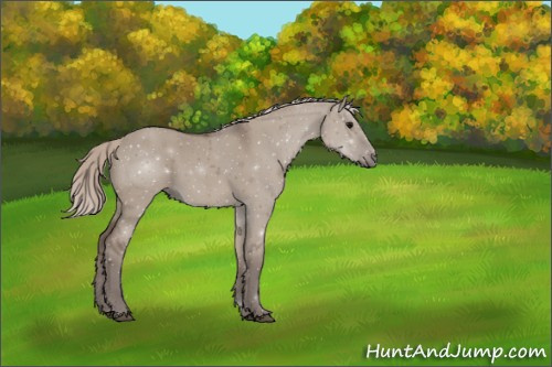 Horse Color:Silver Grullo Sabino 