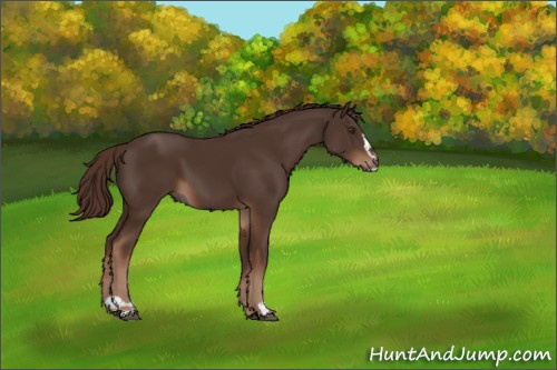 Horse Color:Liver Chestnut Sabino 