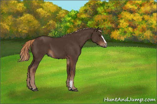 Horse Color:Liver Chestnut Sabino 