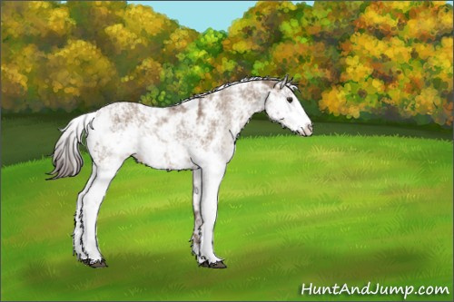 Horse Color:Liver Red Dun Sabino 