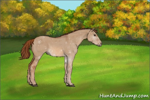 Horse Color:Red Dun Sabino 