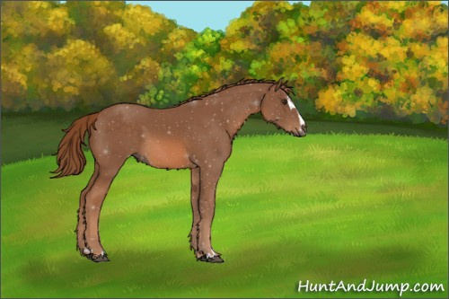 Horse Color:Chestnut Sabino 
