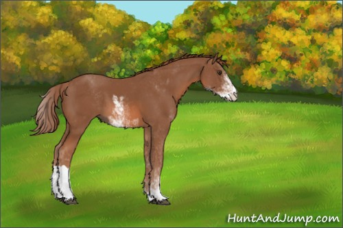 Horse Color:Chestnut Sabino 