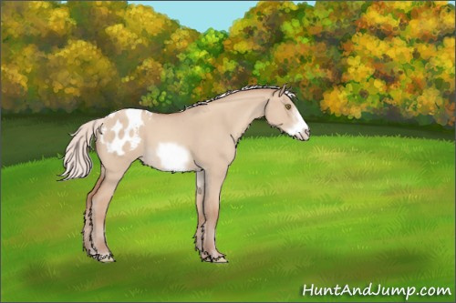 Horse Color:Silver Classic Champagne Roan Dun Sabino Frame Appaloosa 