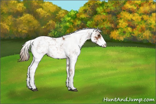 Horse Color:Chestnut Sabino 
