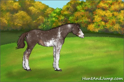 Horse Color:Liver Chestnut Sabino 