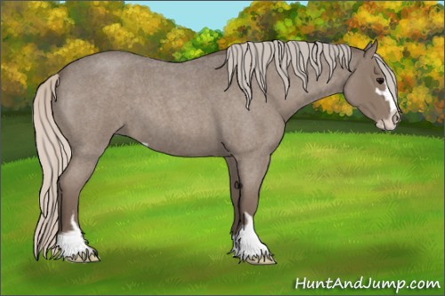 Horse Color:Silver Blue Roan Sabino