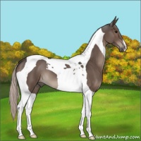 Horse Color:Silver Black Tobiano