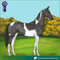 Horse Color:Black Tobiano 