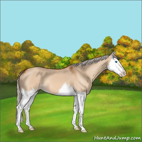 Horse Color:Silver Bay Dun Splash 