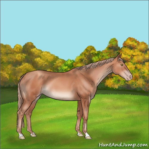 Horse Color:Gold Champagne 