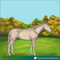 Horse Color:Cremello 