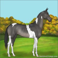 Horse Color:Black Tobiano Rabicano 