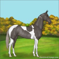Horse Color:Silver Black Tobiano Rabicano 
