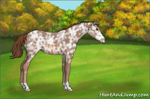 Horse Color:Unknown 