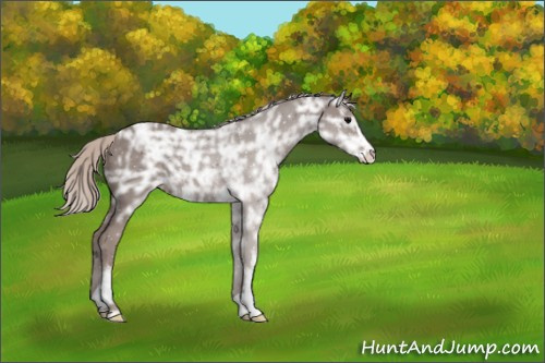 Horse Color:Unknown 