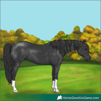 Horse Color:Black 