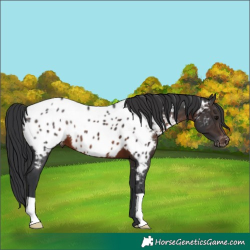 Horse Color:Brown Appaloosa 
