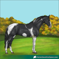 Horse Color:Black Tobiano Frame