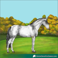 Horse Color:White Spotted Black Tobiano 