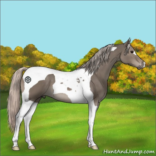 Horse Color:Silver Grullo Tobiano 