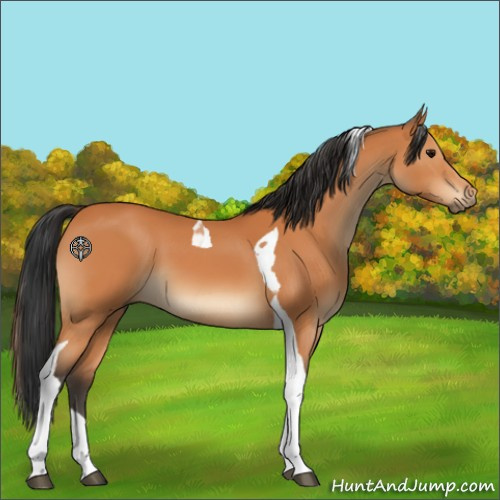 Horse Color:Bay Tobiano 
