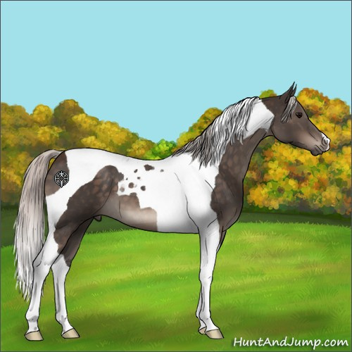 Horse Color:Silver Brown Tobiano 