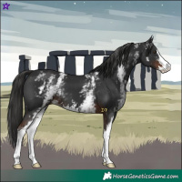 Horse Color:White Spotted Liver Chestnut Sabino 