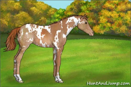 Horse Color:White Spotted Chestnut Blanket