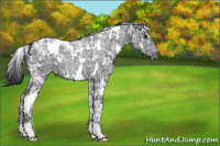 Horse Color:White Spotted Black Ice Rabicano 