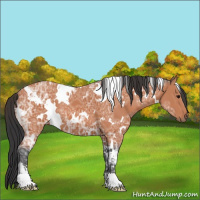 Horse Color:White Spotted Bay Ice Sabino 