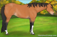 Horse Color:Bay Rabicano 