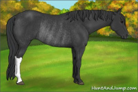 Horse Color:Black Rabicano 