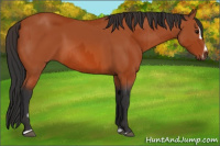 Horse Color:Bay Sabino Rabicano  and Bay Sabino Splash Rabicano 
