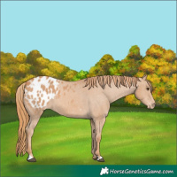 Horse Color:Chestnut Appaloosa 