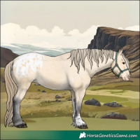 Horse Color:Buckskin Sabino Appaloosa 